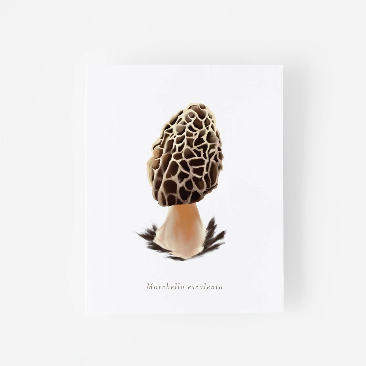 Morchella EsculentaMushroom Art Print 8" x 10"