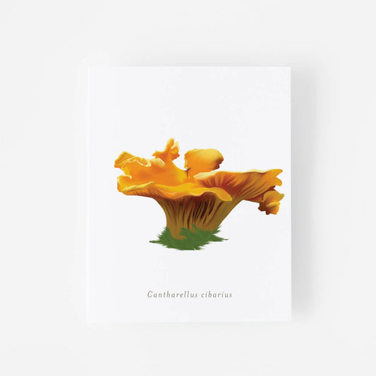 Cantharellus Cibarius Mushroom Art Print 8" x 10"