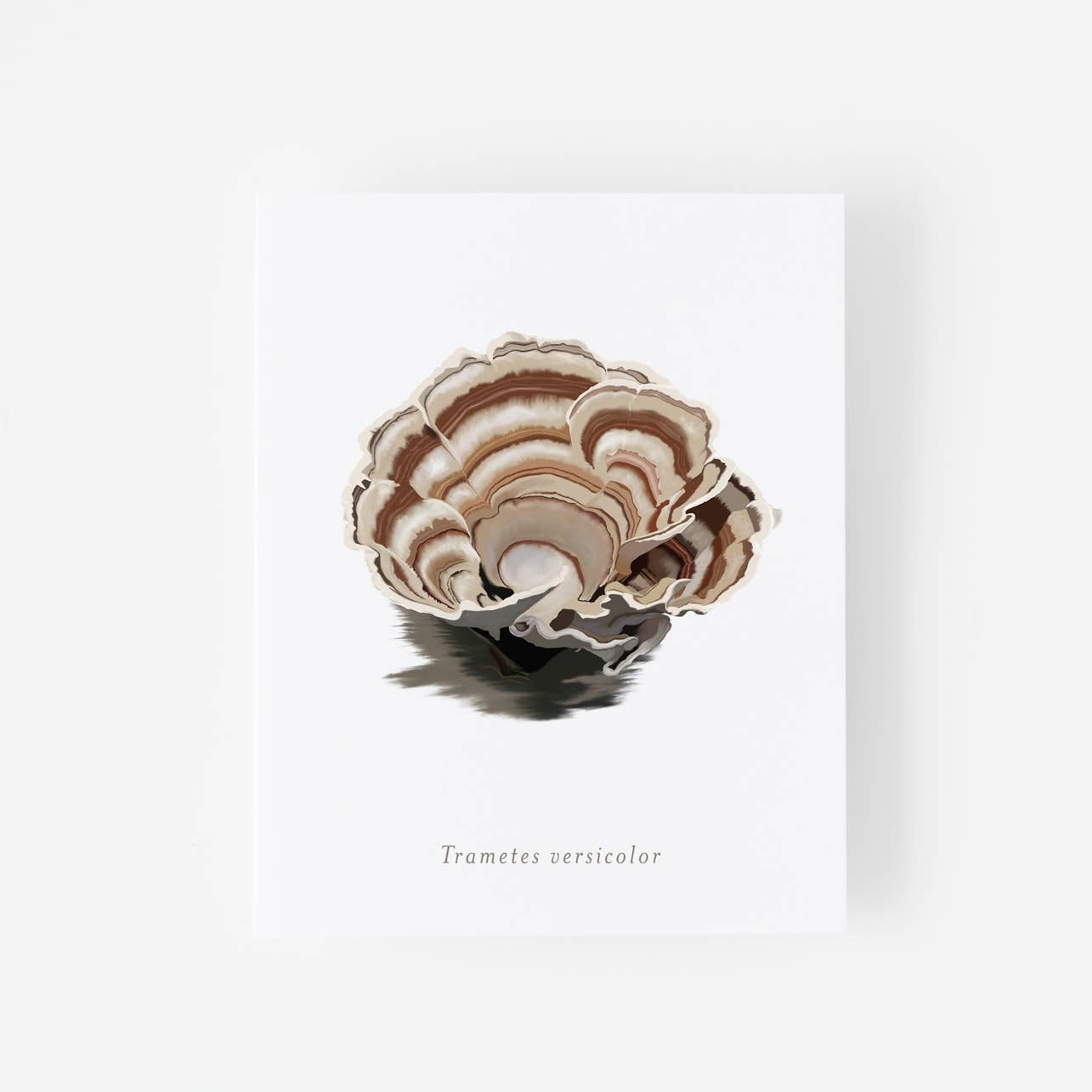 Trametes Versicolor Mushroom Art Print 8" x 10"